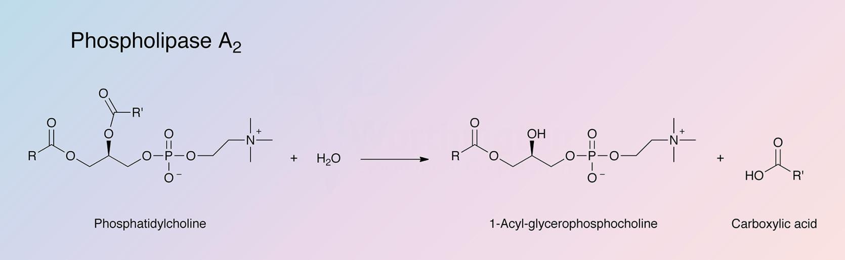 phospholipase a2