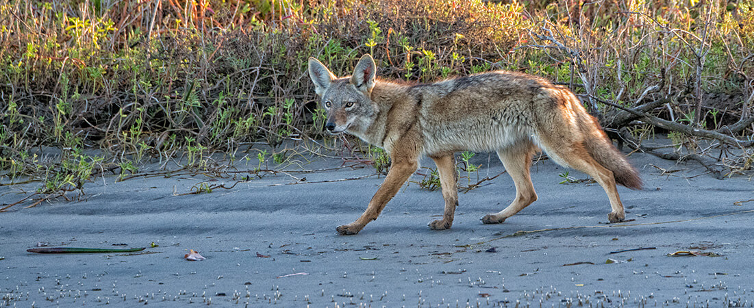 san bernardino coyotes