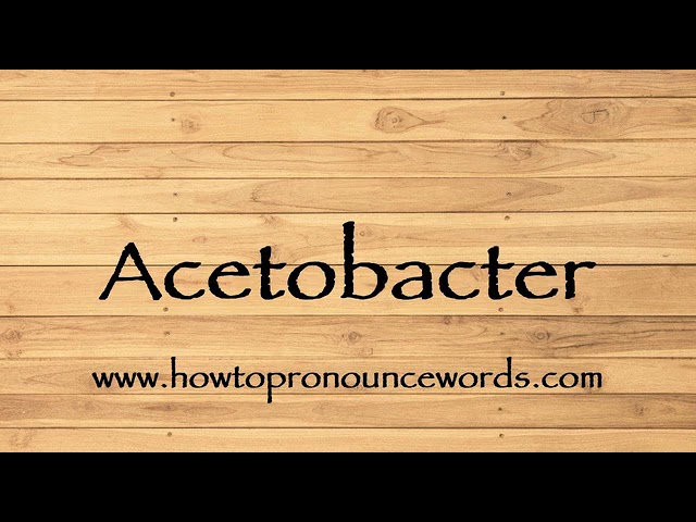 acetobacter pronunciation