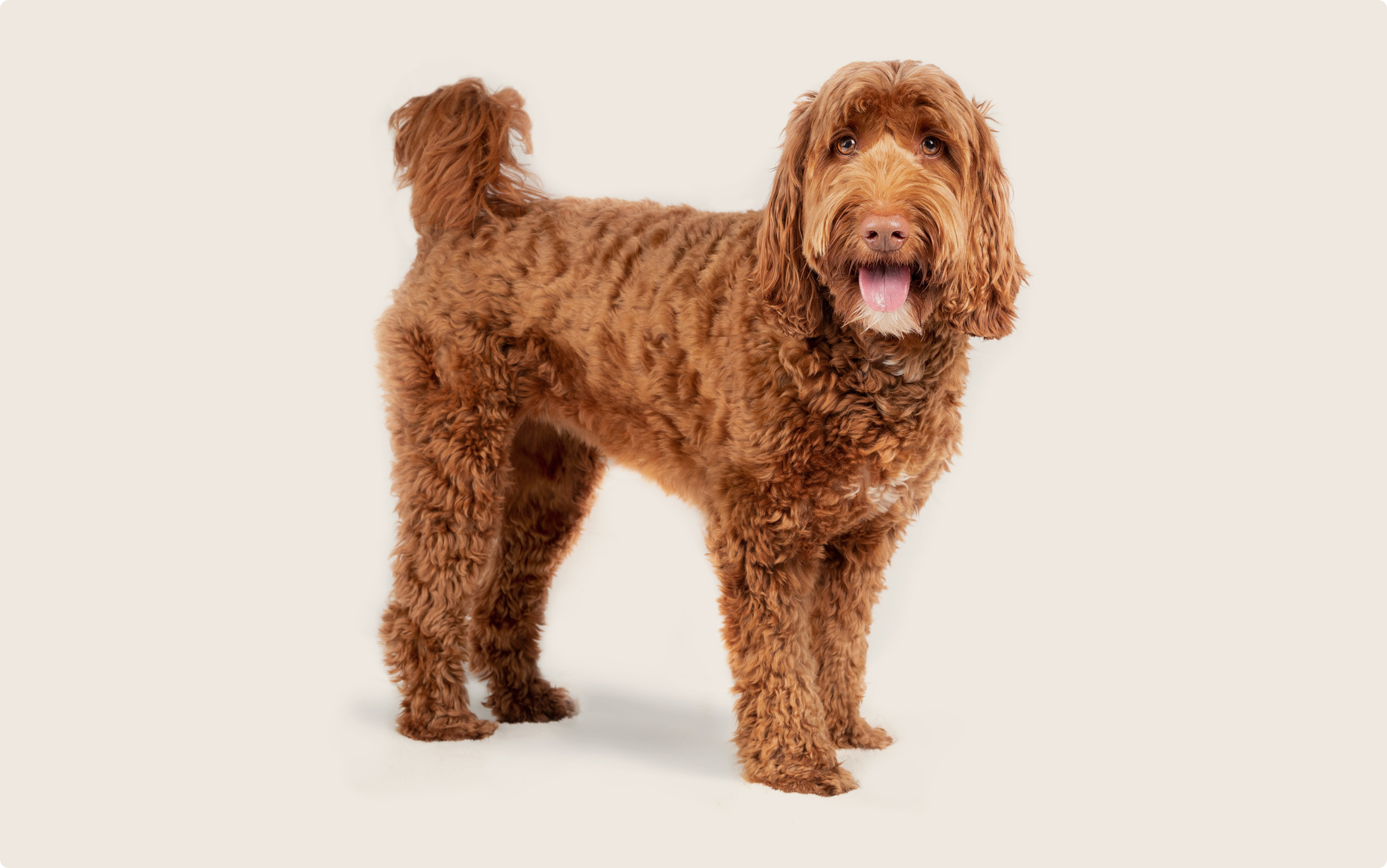 pics of a labradoodle