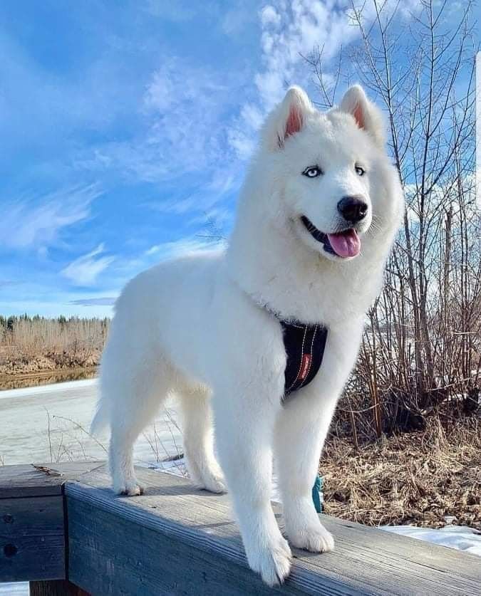 huskies peludos