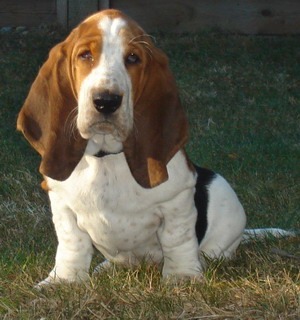 basset hound puppies for sale ontario