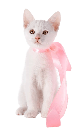 white cat with pink bow