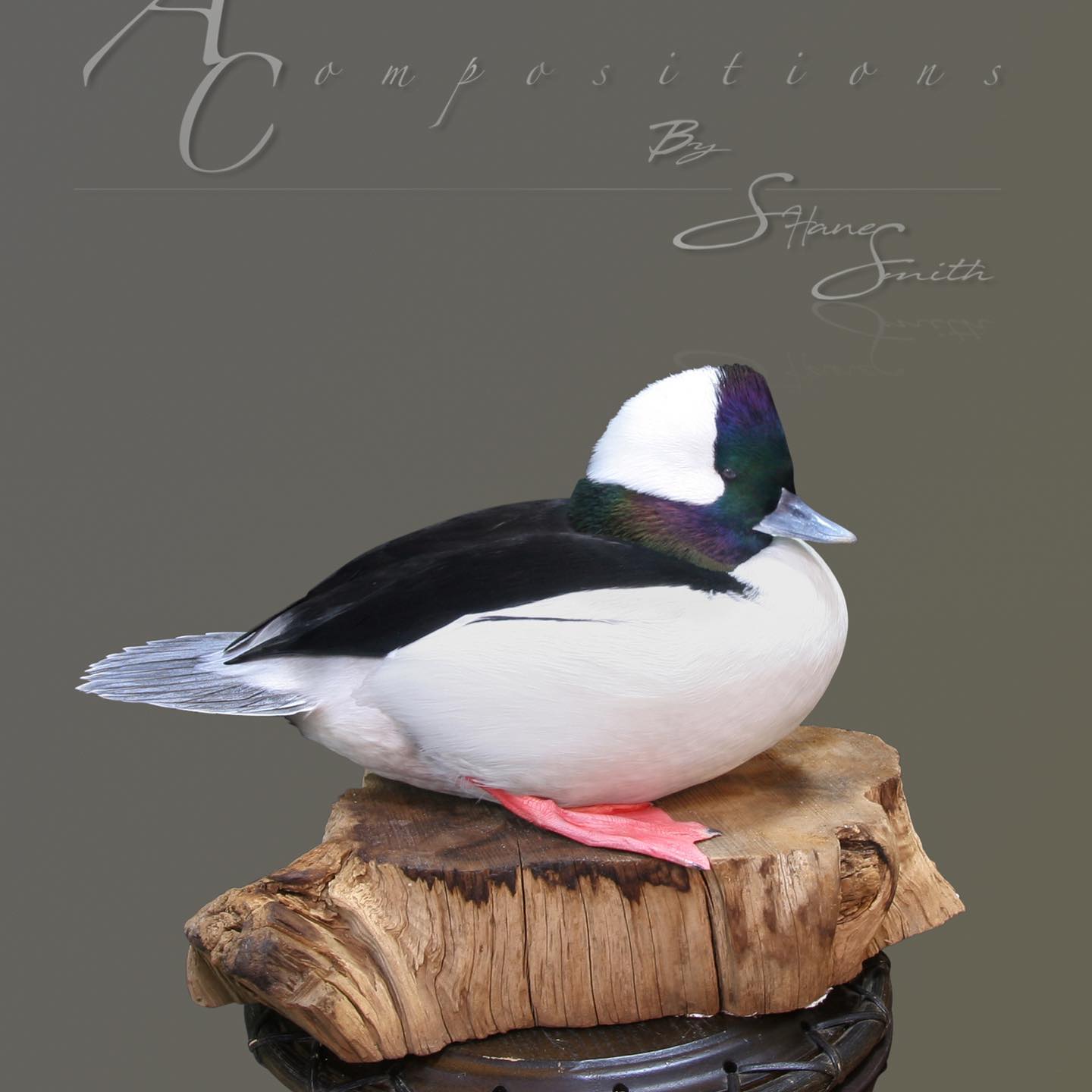 bufflehead drake mount