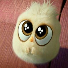 angry bird dp