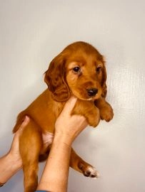 cocker spaniel puppies for sale hampshire