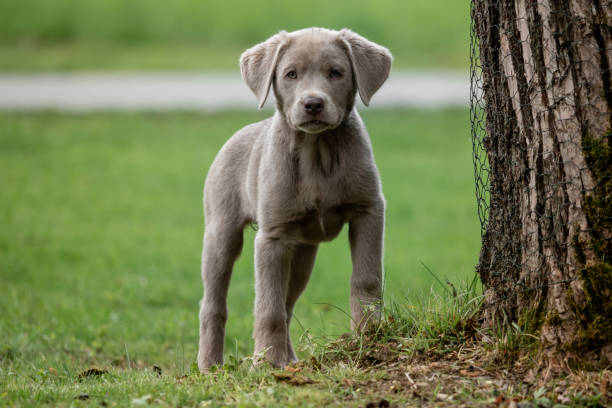 silver labrador retriever puppies