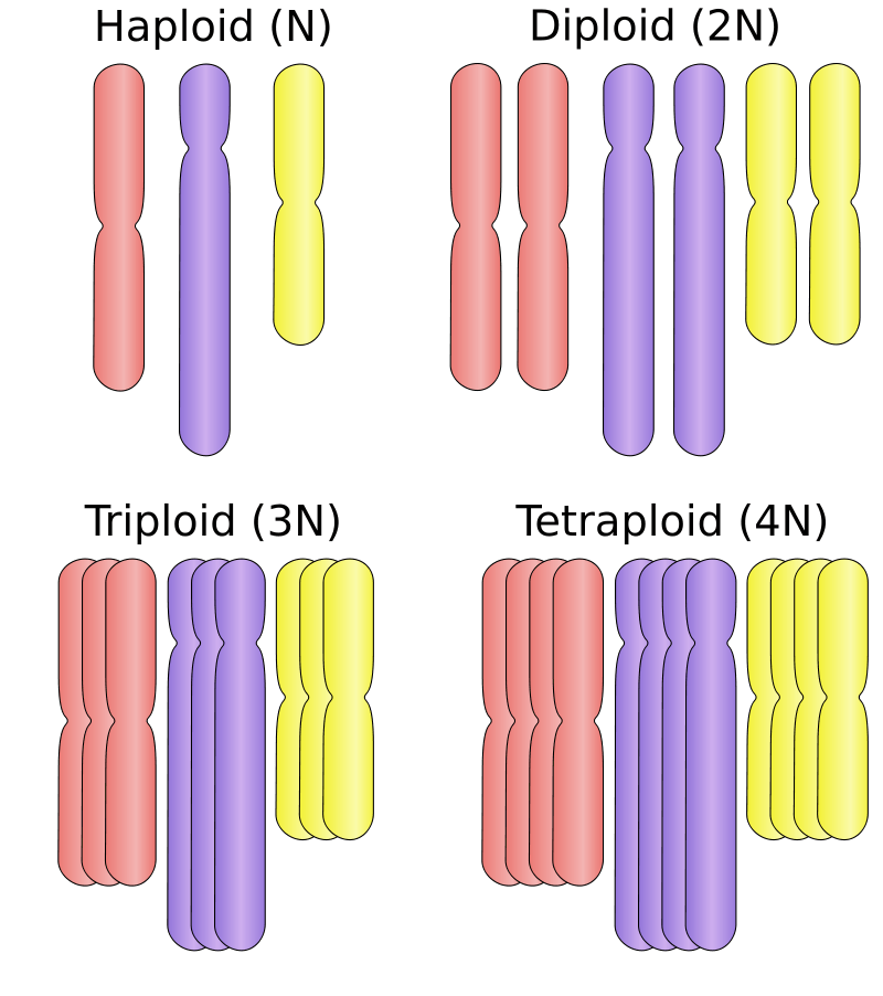 haploid in a sentence