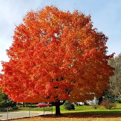 october glory red maple for sale