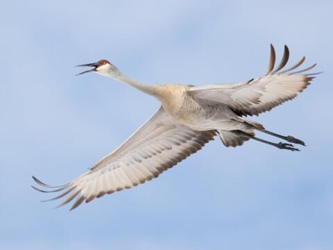 crane bird images