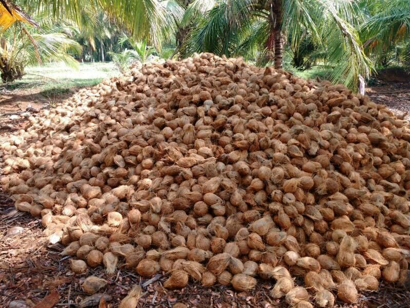 coconut wholesale price