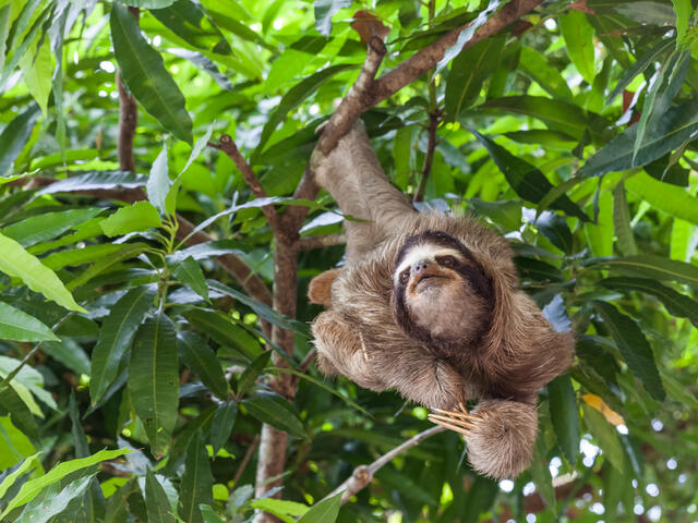 can sloths move fast