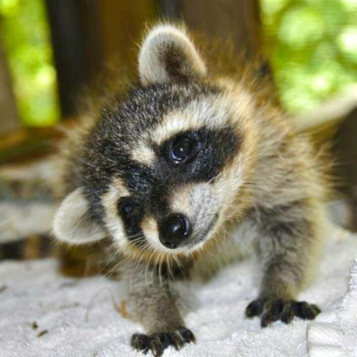 imagenes de mapaches tiernos