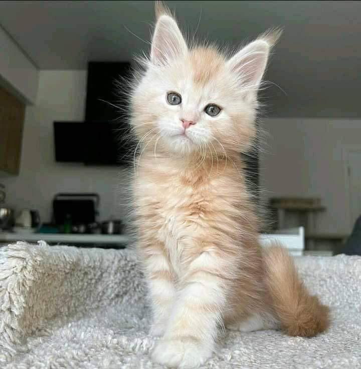 blond maine coon