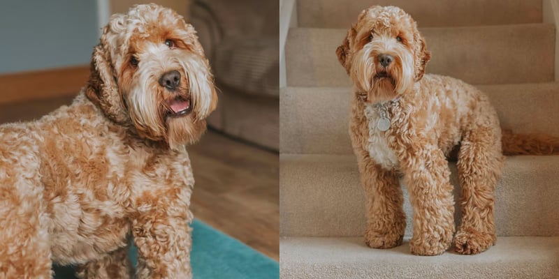 haircut styles for cockapoos