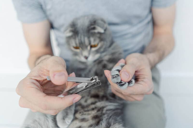 can you use human nail clippers on cats