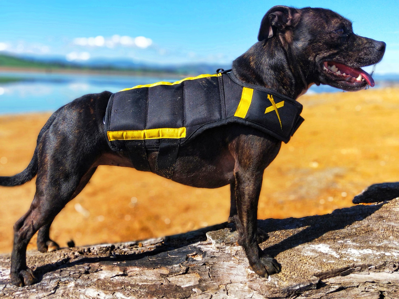 dog weight vest