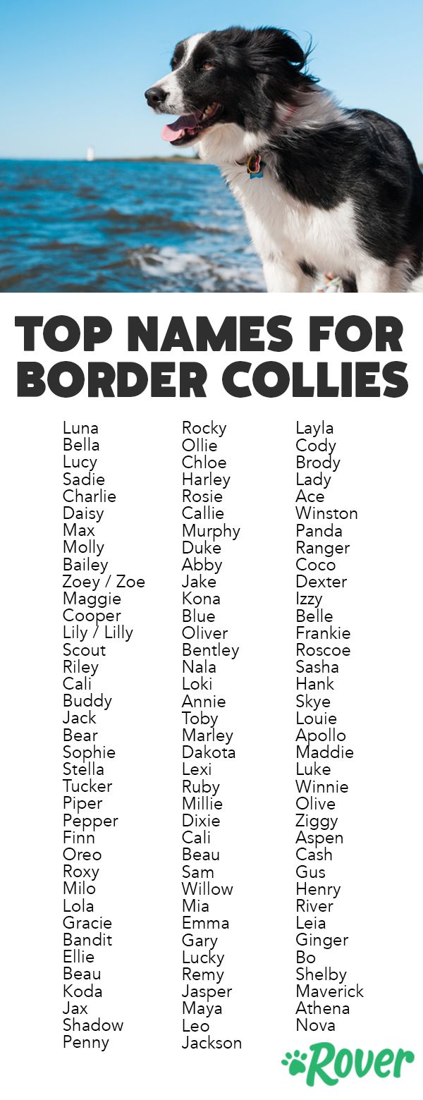 female border collie names