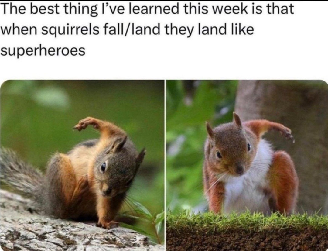 squirrel memes