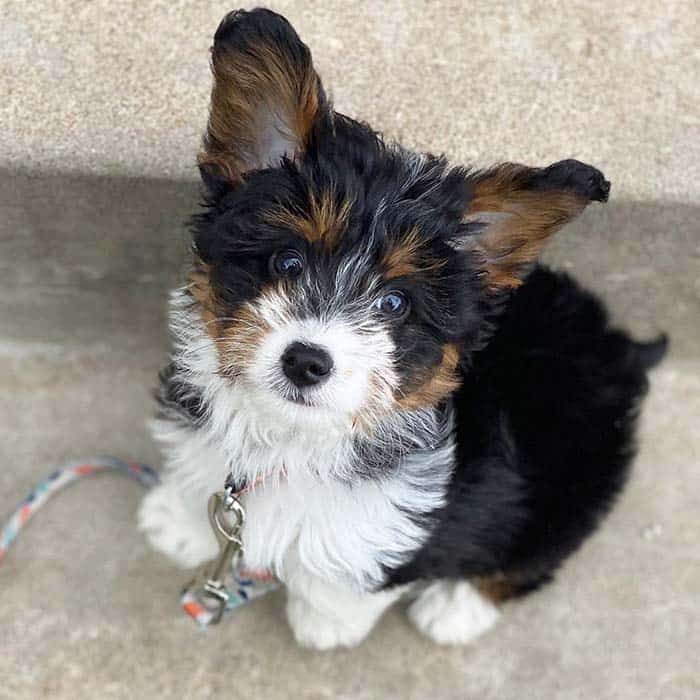 corgi and poodle mix