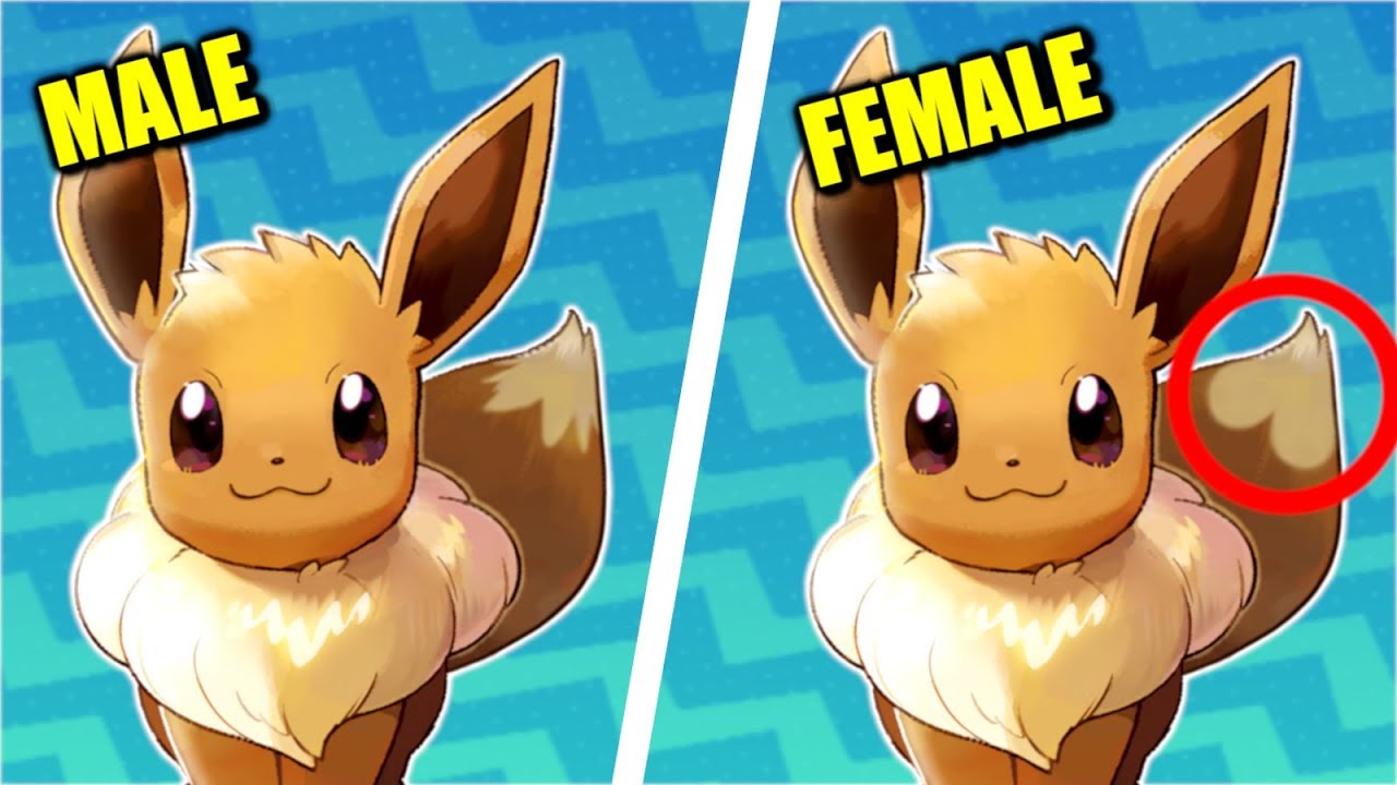 male eevee vs female eevee