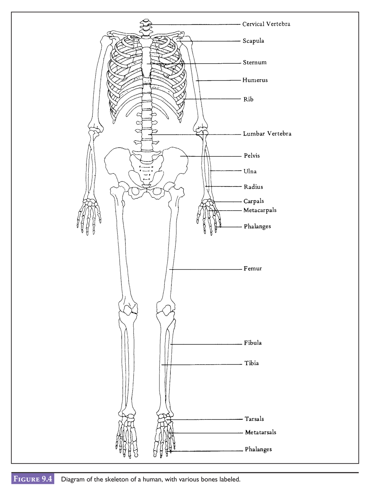 label the parts of the skeleton chegg