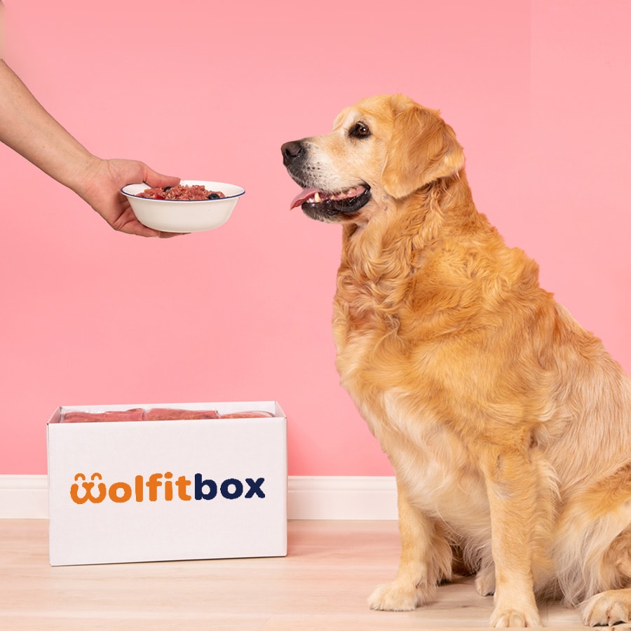 wolfit box