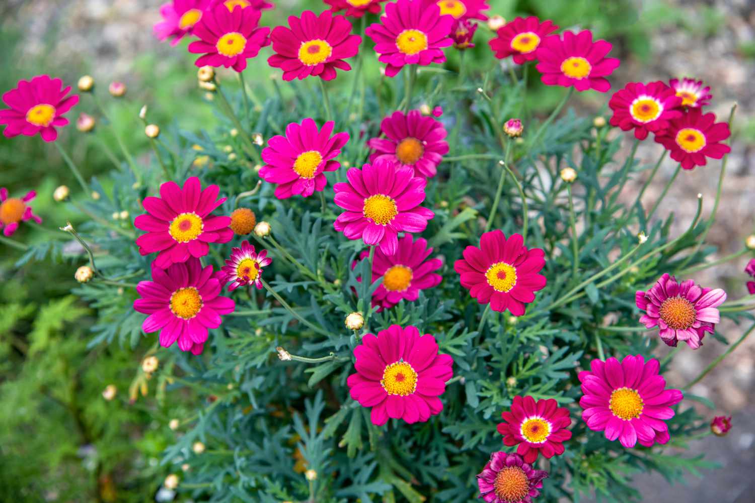 daisy flower plant bungalow house