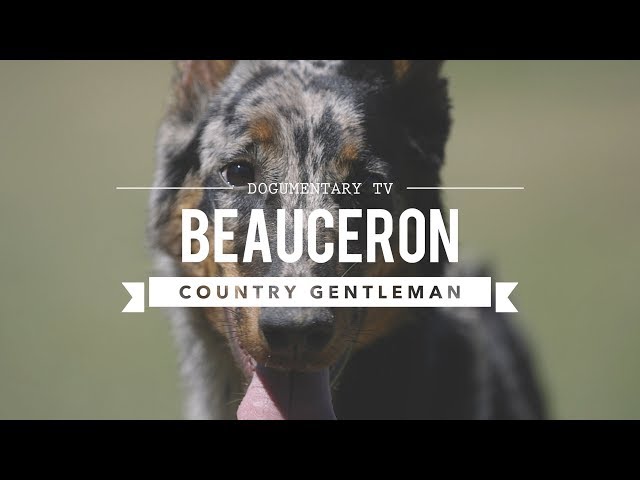 beauceron pronunciation