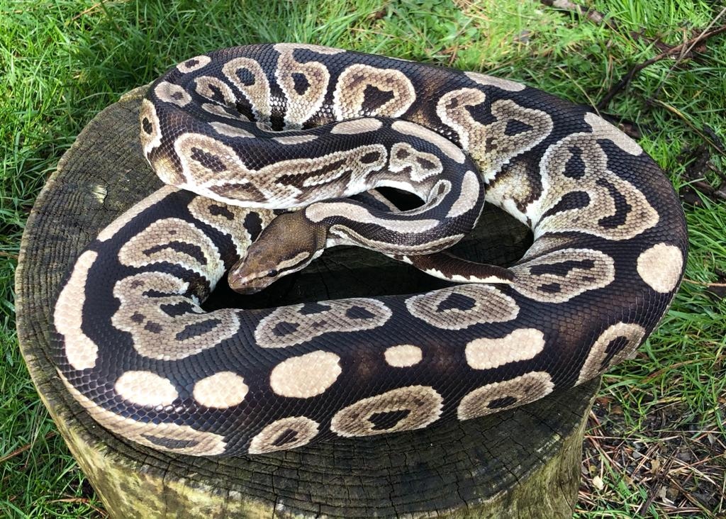 black pastel ball python