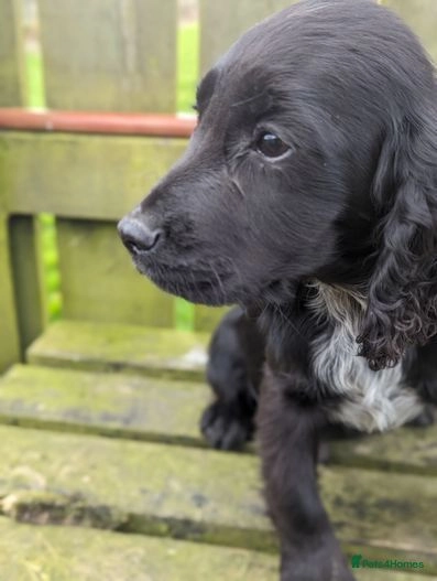 working cocker spaniel for sale