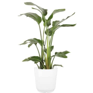 home depot plants online