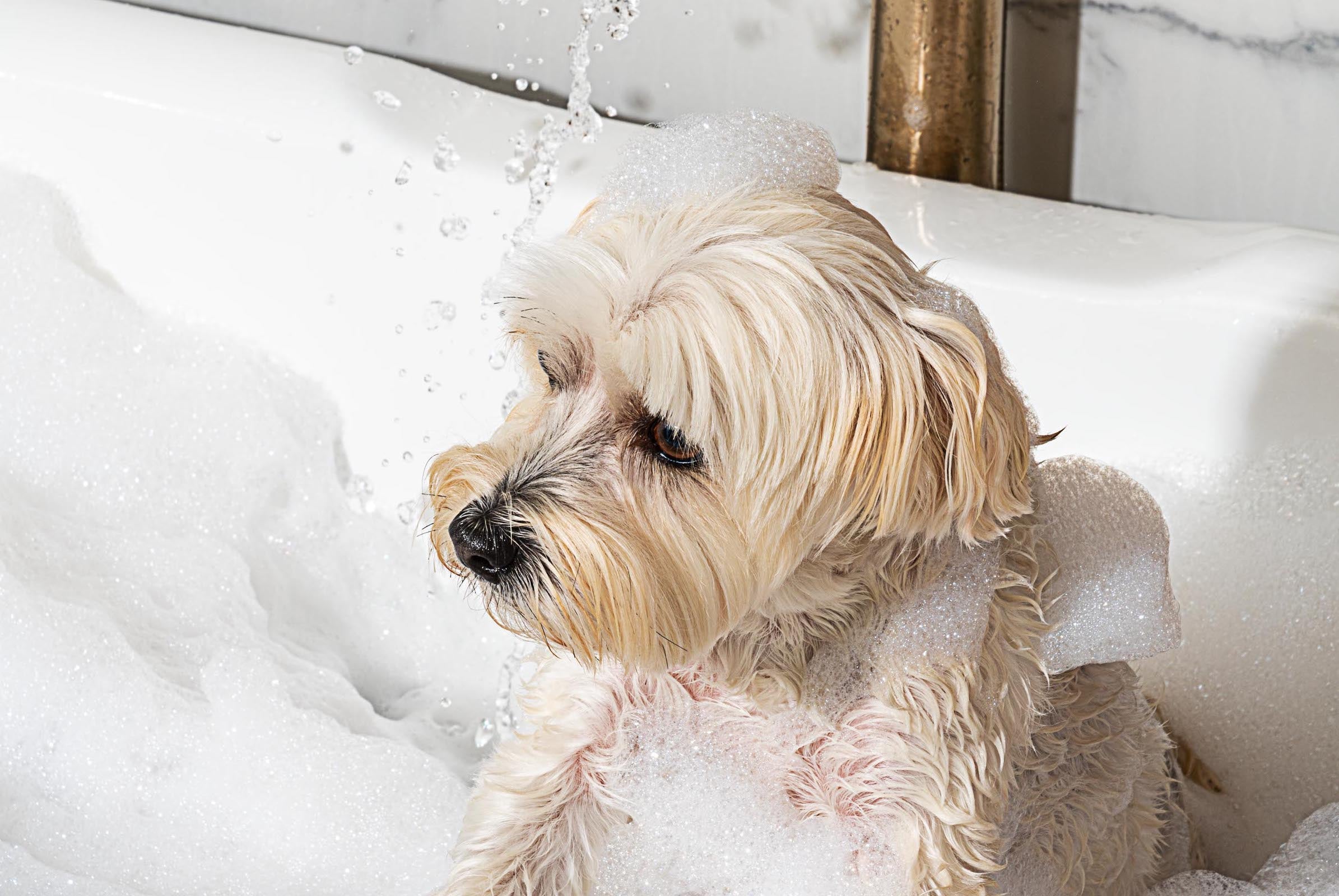 epsom salts for dogs