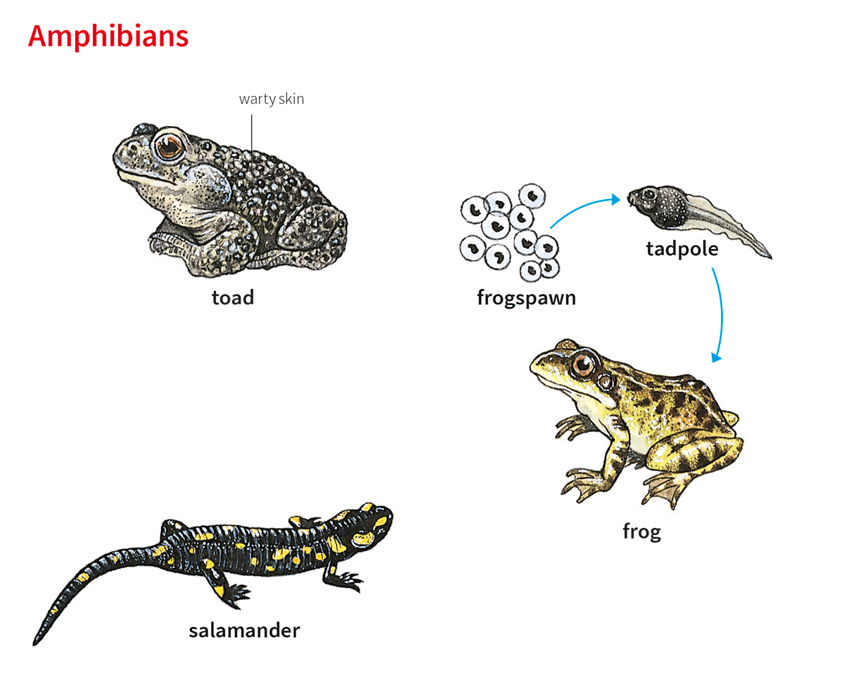 amphibians meaning in urdu