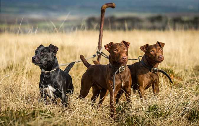 patterdale terrier breeders uk