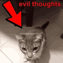 evil cat meme