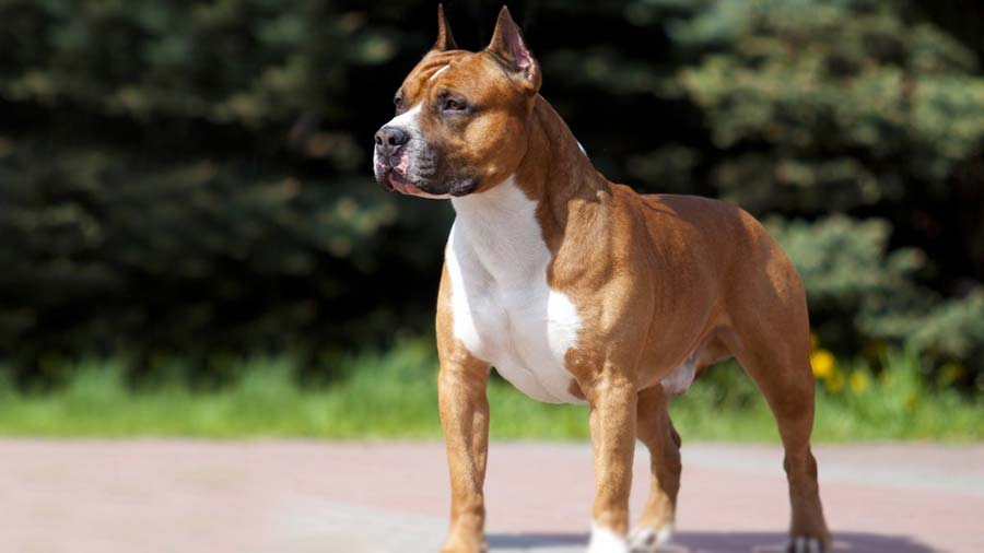 american staffordshire terrier brindle price