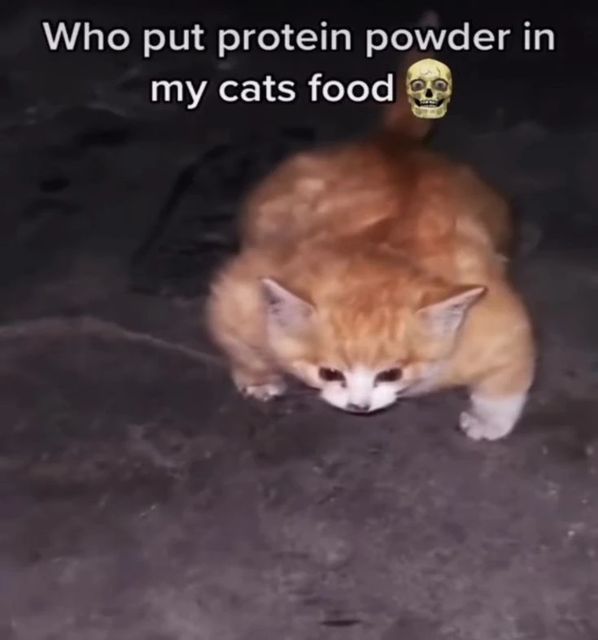 buff cat meme