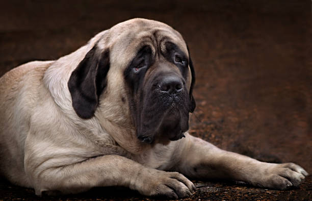 mastiff pics