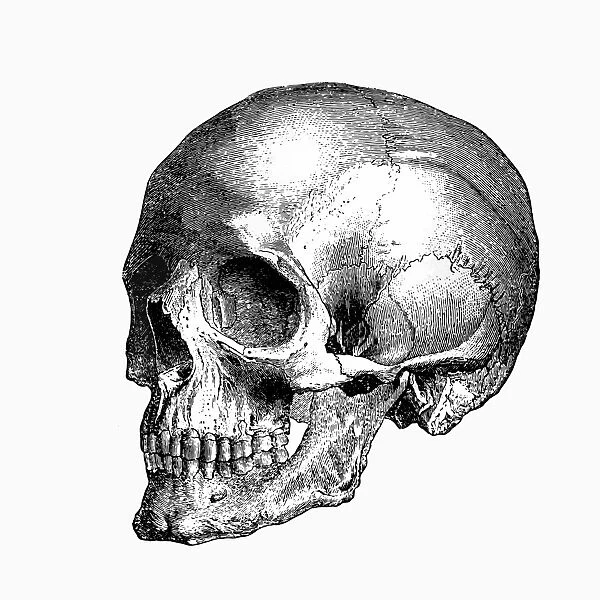 skull pics