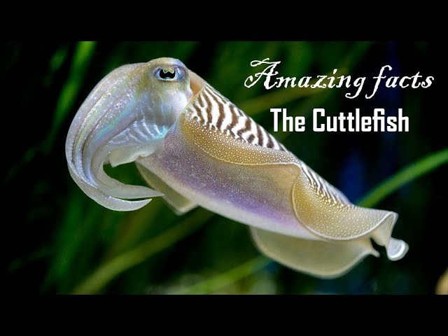 cuttlefish meaning in hindi