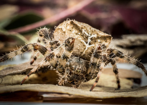 jewel spider alberta