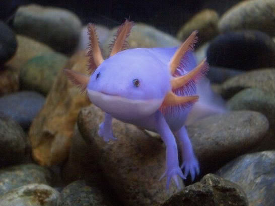 lavender blue axolotl