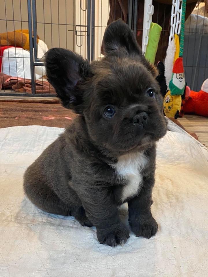 fluffy frenchie