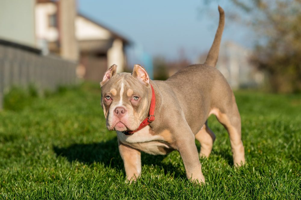 american bully dog pocket