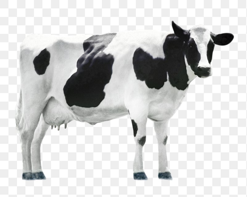 transparent cow