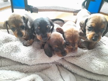 puppies for sale manchester