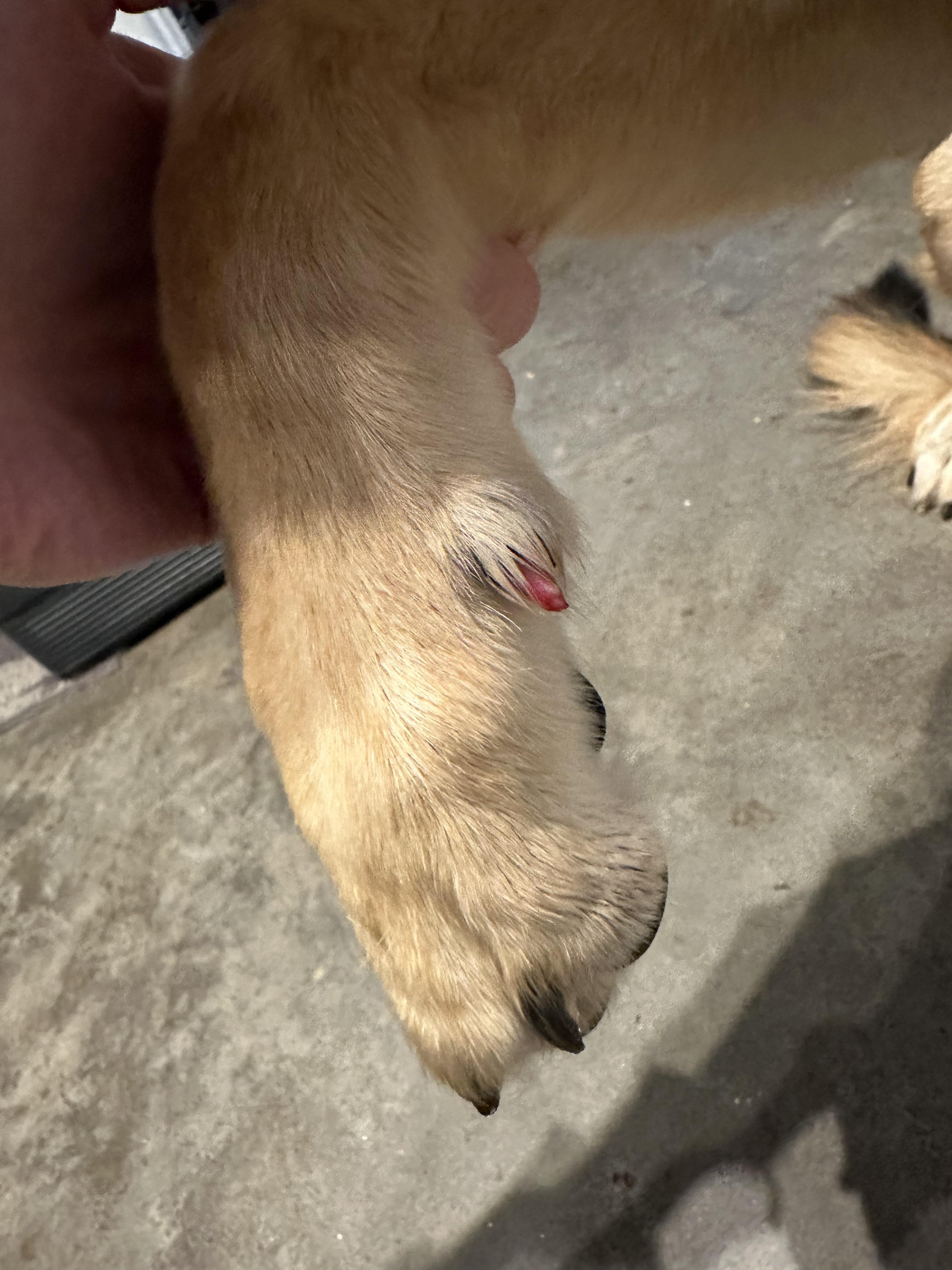 dew paw injury