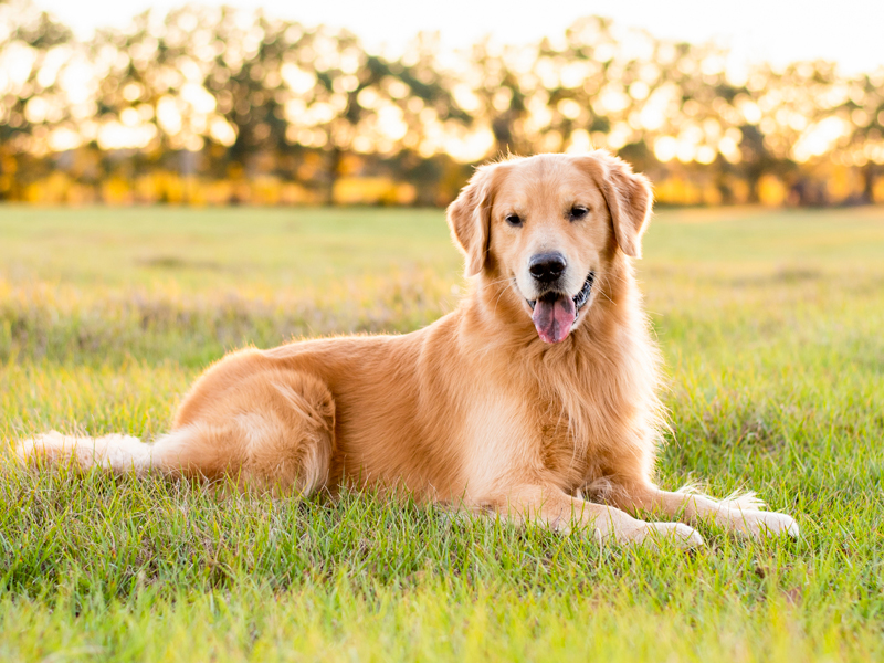 golden retriever pup for sale