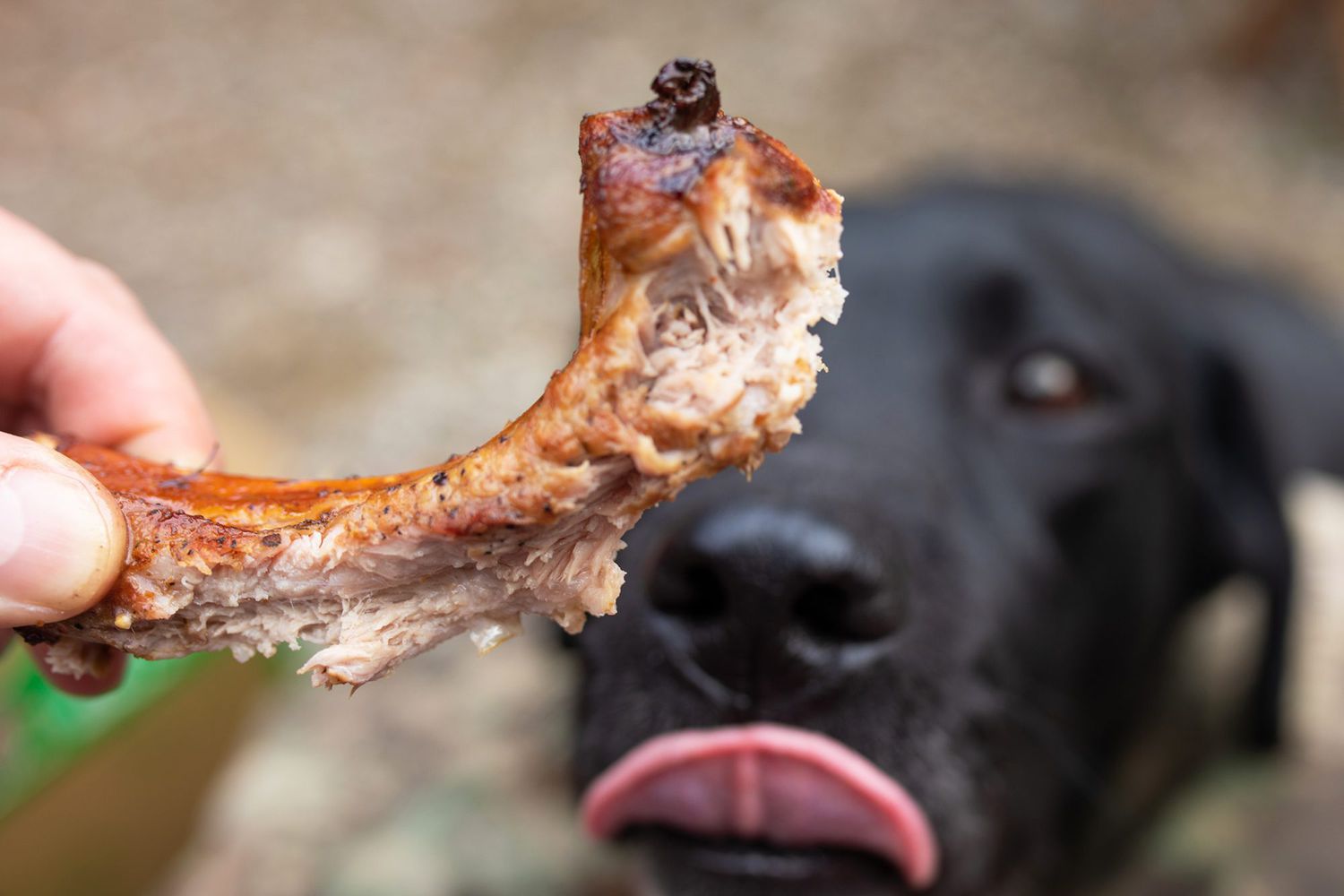 dogs eat rib bones